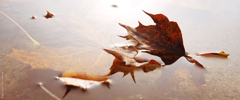Naklejka premium An autumn leaf floats on a calm water surface in a lake. Nature scene on a misty autumn morning.
