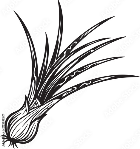 Stylized monochrome illustration of a bunch of chives herbs deta
