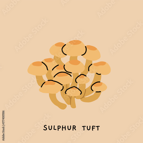 Toxic poisonous mushrooms flat vector set. Amanita fly agaric, panther cap, sulphur tuft, false morel, shaggy mane, fools webcap, the sickener. Educational botanical poster illustration.