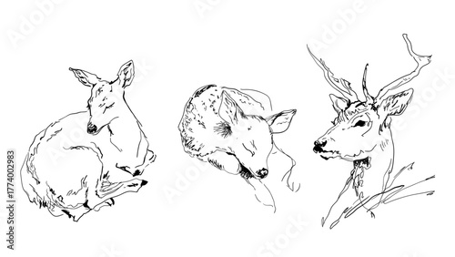 Deer Family Line Art — Minimalist Wildlife Drawing