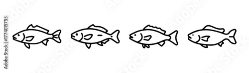Vector illustration of a barramundi fish for marine themes