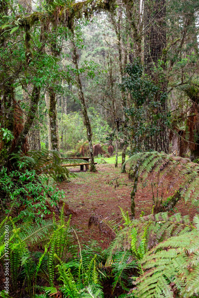 Fototapeta premium footpath in the forest