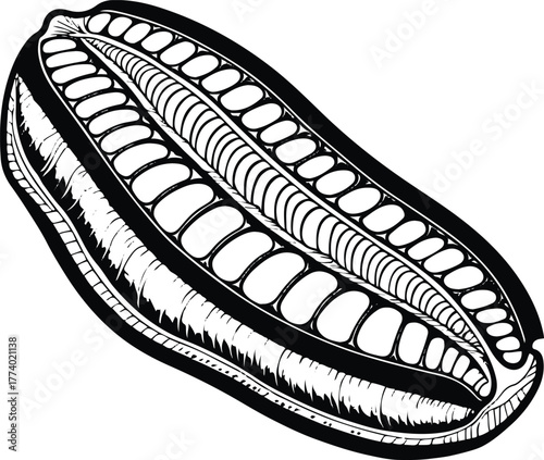 Sea cucumber pattern cross-section outline, educational style, clean black contour, white background, premium marine science illustration 2