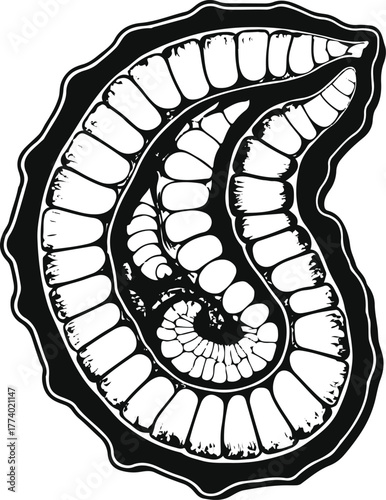 Sea cucumber pattern cross-section outline, educational style, clean black contour, white background, premium marine science illustration 1