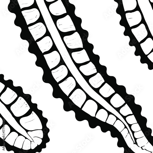 Sea cucumber pattern cross-section outline, educational style, clean black contour, white background, premium marine science illustration 3