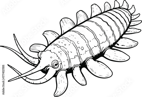 Sea cucumber with tube feet details, marine anatomy line art, white background, accurate biological proportion, clear thin black outline, vector illustration 1