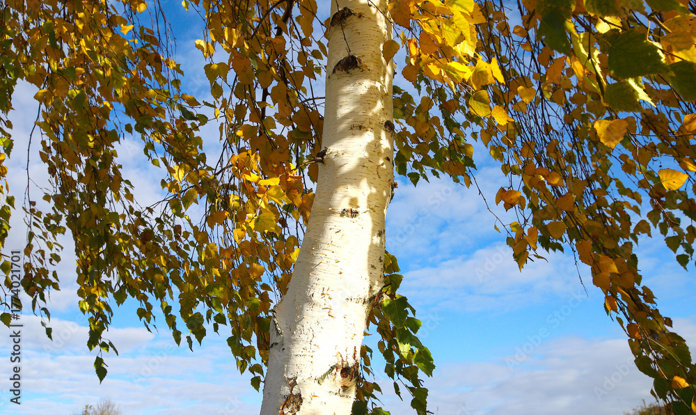 Fototapeta premium Birch on a sunny autumn day. Bright yellow leaves on birch branches close-up. White birch trunk in focus on a blurred blue background. Autumn birch under bright sunlight close-up.