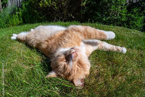 Ginger cat resting on garden yard grass in summer, fish eye lens
