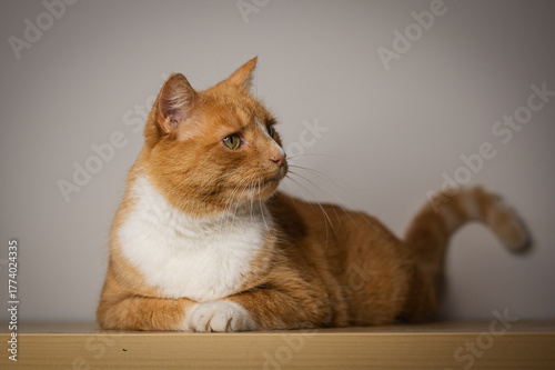 Domestic ginger cat sitting on a table