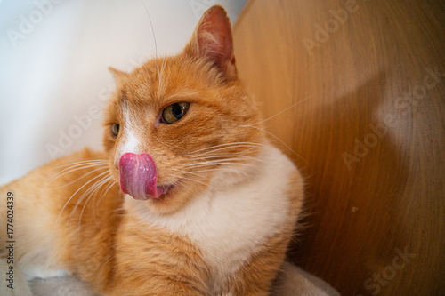 Ginger cat licking nose, fish eye lens
