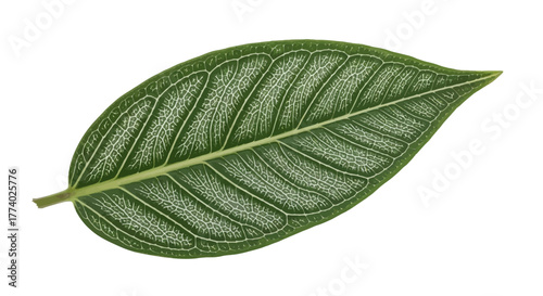 Vector25890 realistic close-up leaf
