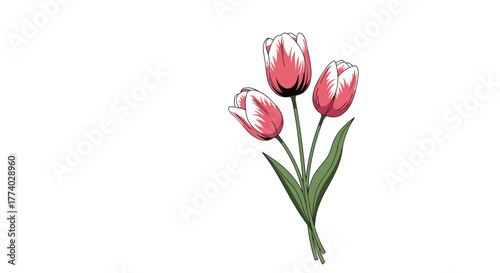 A charming graphic depicting a bouquet of three elegant pink and white tulips with lush green foliage, set against a pristine white backdrop.