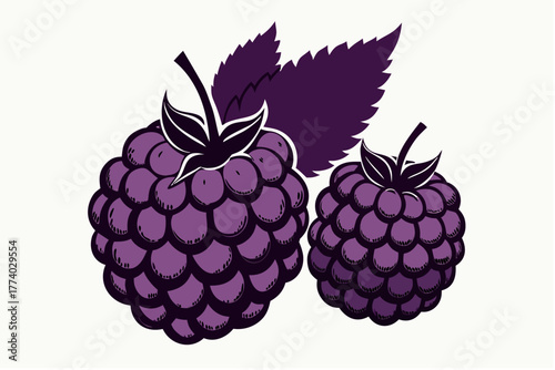 Vector illustration of ripe raspberry and blackberry fruits with green leaves on a vine branch