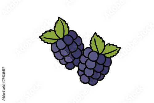 Vector illustration of a fresh, ripe bunch of purple grapes and blackberry with green leaves from a grapevine perfect for wine or as a healthy fruit snack