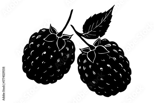 Fresh ripe blackberries and raspberries with leaves isolated on white background are sweet, healthy fruit and food