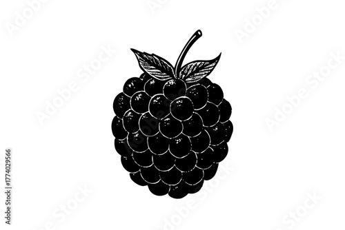 Vector illustration of fresh, sweet, and healthy red raspberries and black blackberries isolated on white