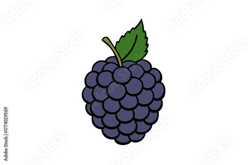 Freshly isolated ripe blackberry with a green leaf, a juicy fruit vector illustration