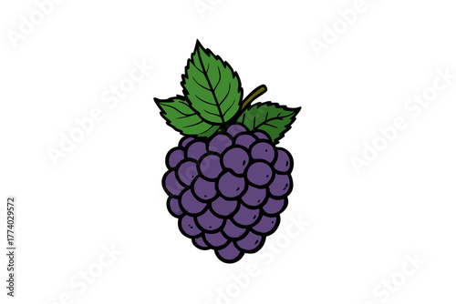 Fresh ripe red raspberry and blackberry berries with a leaf isolated on a white background, representing a healthy summer fruit from the garden