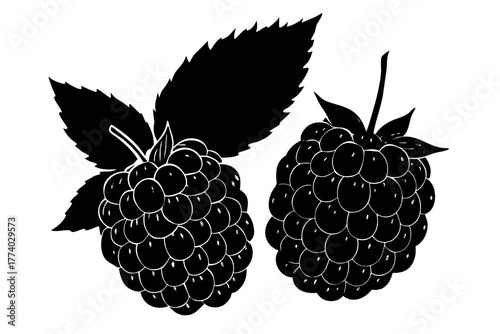 Vector illustration of fresh summer berries including blackberry, strawberry, and raspberry with **green