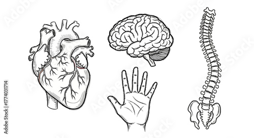 Detailed anatomical sketches of heart, brain, spine, and hand