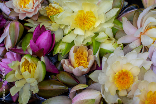 Vibrant Close-up of Yellow and Pink Water Lily Flowers and Buds