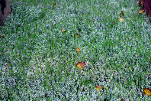 Dense Full-Frame Background of Green and White Heather Foliage