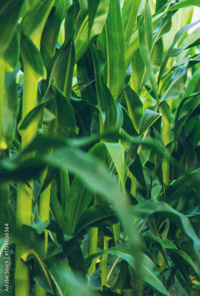 Fototapeta premium Field corn grows in the field. Selective focus.