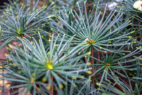 Close-up of Green Pine Needles with Radial Pattern