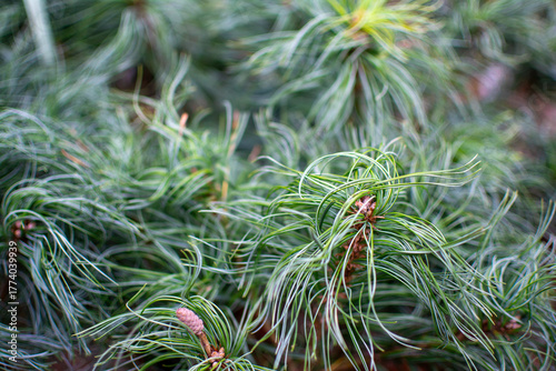 Close-up of Long, Thin Green Pine Needles and Foliage