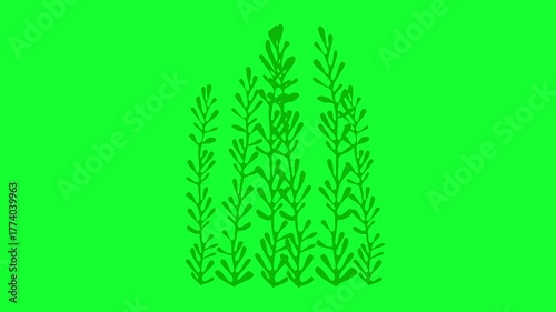 Swaying seaweed isolated on green screen.