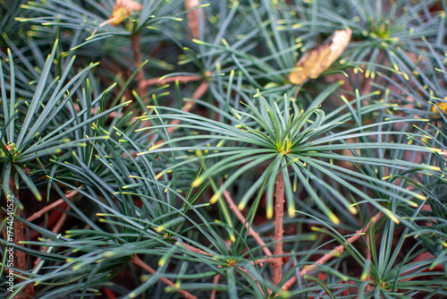 Close-up of Green Pine Needles with Radial Pattern