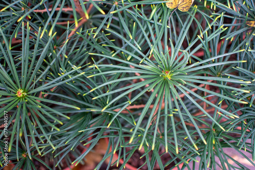 Overhead Full-Frame View of Green Pine Needles in Radial Pattern