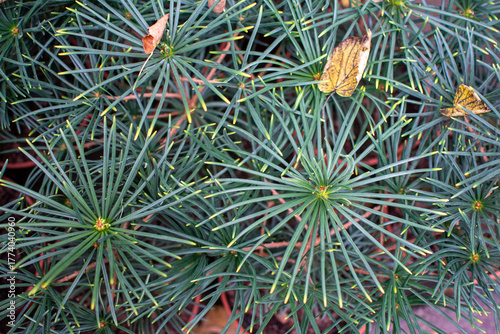 Overhead Full-Frame View of Green Pine Needles in Radial Pattern