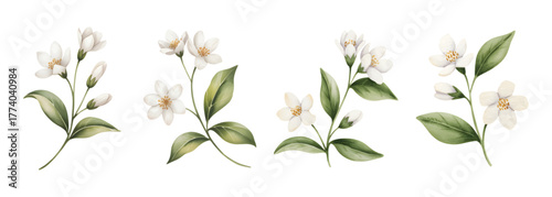 White watercolor jasmine flowers with leaves. Elegant botanical watercolor jasmine set for textile print.