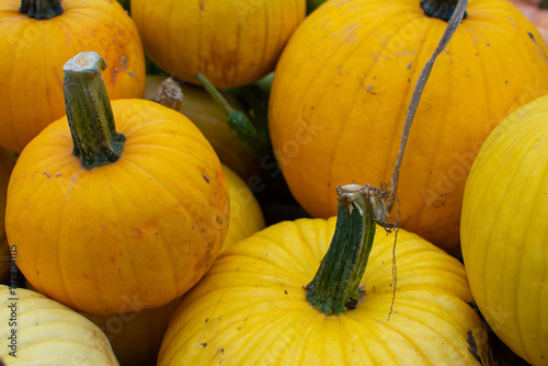 Close-up of a Pile of Yellow Pumpkins with Green Stems