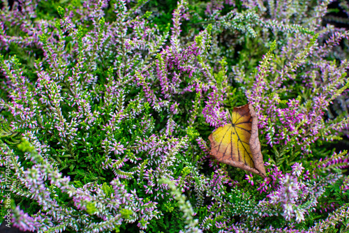 Vibrant Heather Field with Purple Flowers and a Fall Leaf