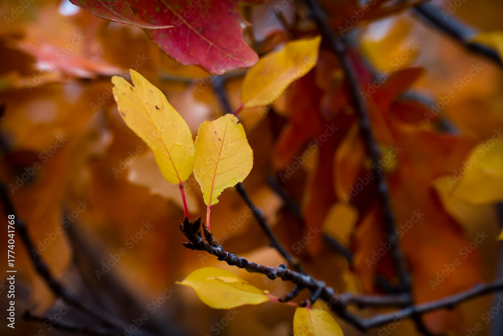 Obraz premium A field of colorful autumn leaves with Thanksgiving and Christmas holiday season squash, gourds and pumpkins awash in warm and comforting golden light.