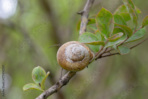 Edible snail (Helix pomatia) on a leaf in the garden.