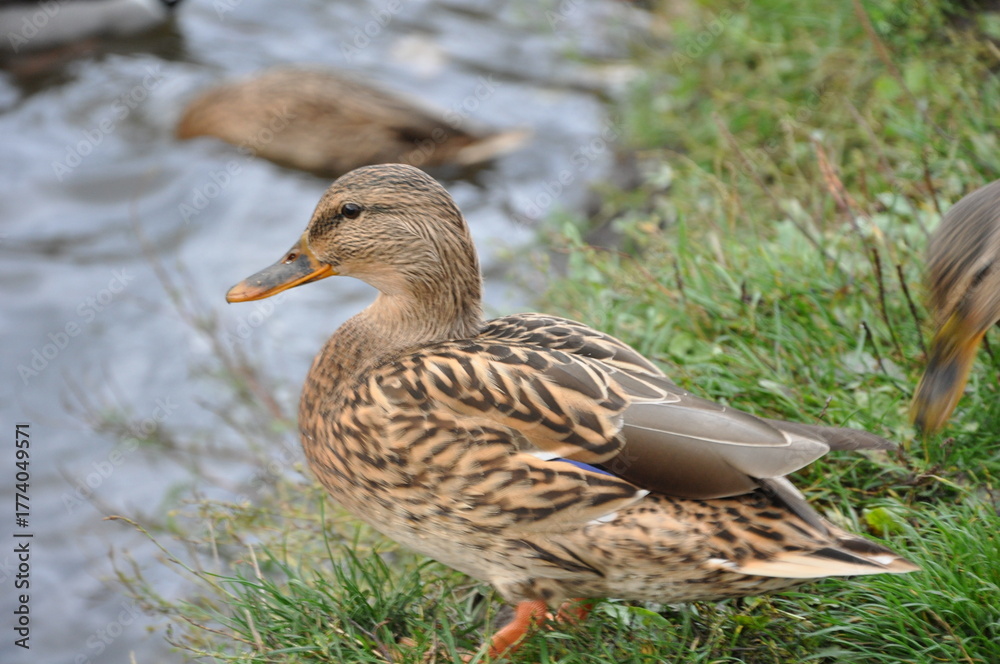 Fototapeta premium A close-up of a wild female mallard duck standing on a grassy riverbank. The duck has brown mottled feathers and an orange beak, with another blurred duck swimming in the background