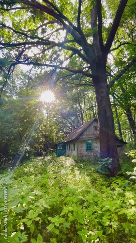 An old wooden house hidden among tall trees and lush green vegetation. Sunlight shines through the leaves creating a peaceful and nostalgic forest atmosphere.
