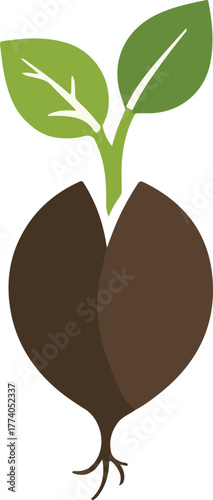 Plant growth stages vector illustration. Seed germination and sprouting.
