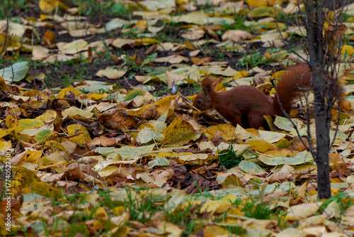 A red squirrel living in the city.