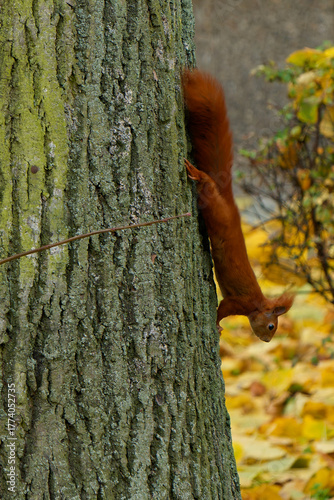 A red squirrel living in the city.