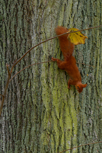 A red squirrel living in the city.
