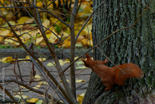 A red squirrel living in the city.