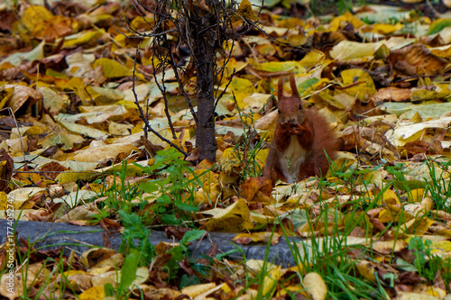 A red squirrel living in the city.