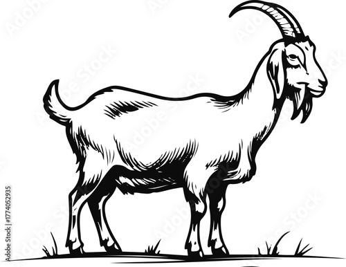  Goat grazing pose line art, thin black stroke, white background, simple natural farm posture, minimalist livestock illustration 1