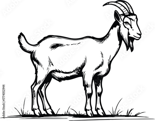 Goat grazing pose line art, thin black stroke, white background, simple natural farm posture, minimalist livestock illustration 2