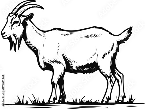 Goat grazing pose line art, thin black stroke, white background, simple natural farm posture, minimalist livestock illustration