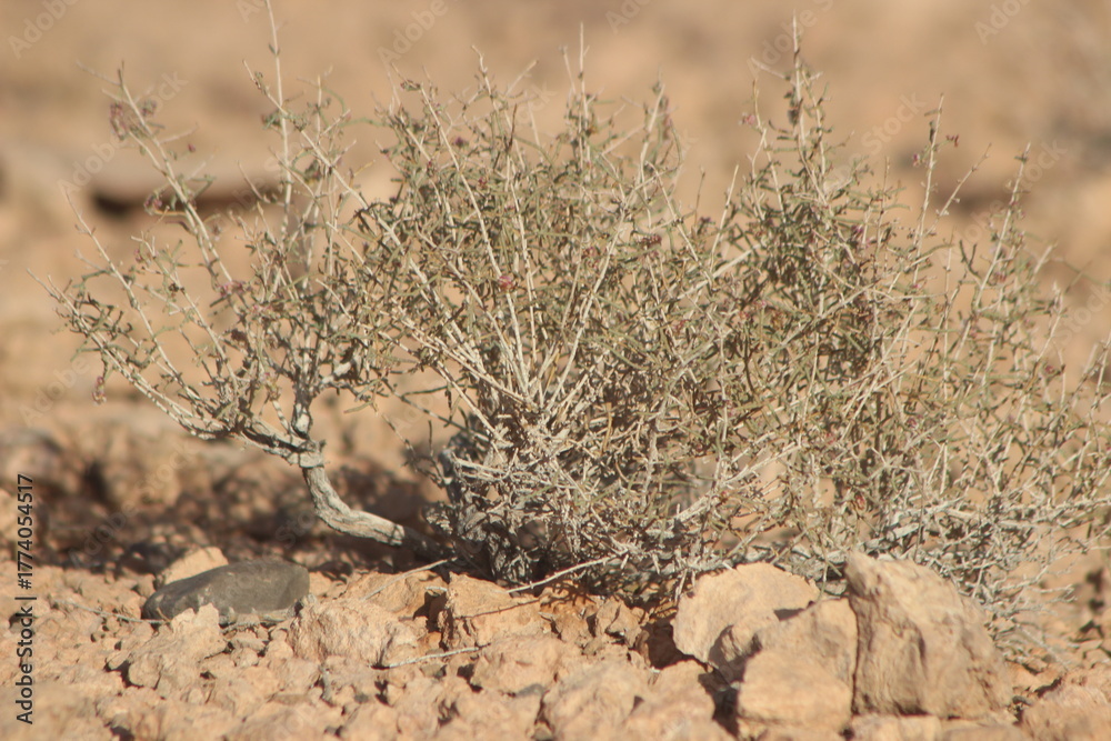 Obraz premium Desert Plant Close Up